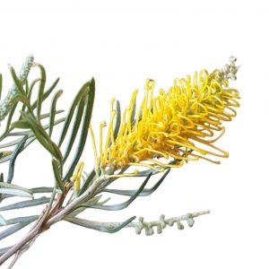 GREVILLEA BUSH LEMONS GRAFTED 200MM