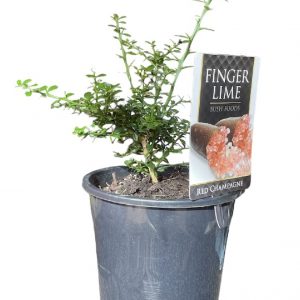 MICROCITRUS RED CHAMPAGNE 180MM