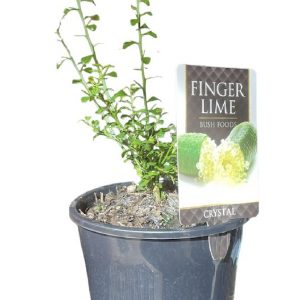 MICROCITRUS FINGER LIME LIME CRYSTAL 200mm