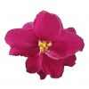 AFRICAN VIOLET PLUM 120MM