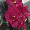 AFRICAN VIOLET PLUM 120MM - Image 2
