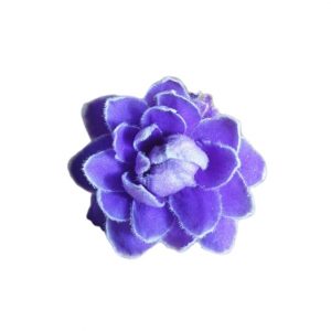 African Violet Blue Triple 120mm