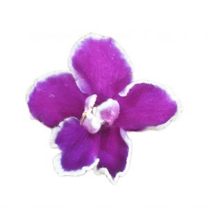 African Violet Purple White Edge 120mm