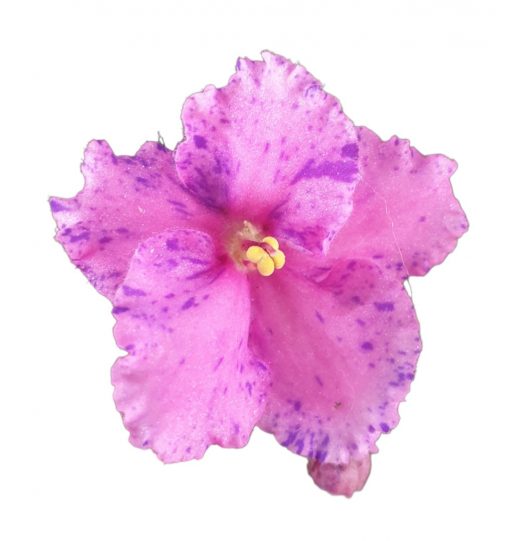African Violet Twin Purple Pink Speckles 120mm