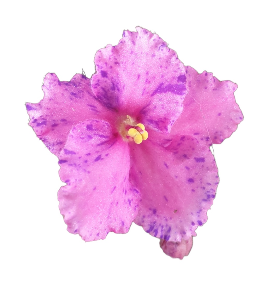 African Violet Twin Purple Pink Speckles 120mm | The Garden Feast