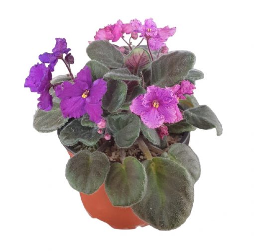 African Violet Twin Purple Pink Speckles 120mm | The Garden Feast