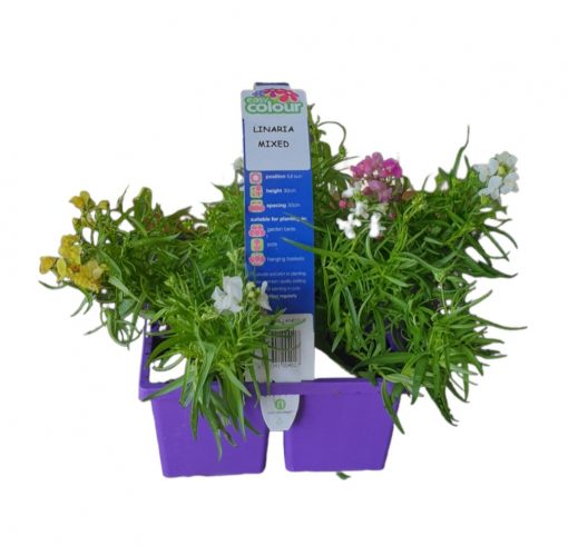 Easy Colour Linaria Mixed 4 Cell