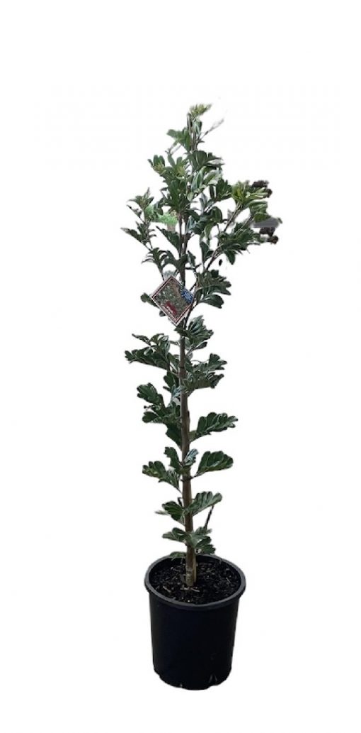 Grevillea Banksii Candelabra Pink Grafted 200mm