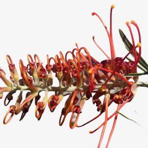 GREVILLEA BLOOD ORANGE GRAFTED 200MM POT