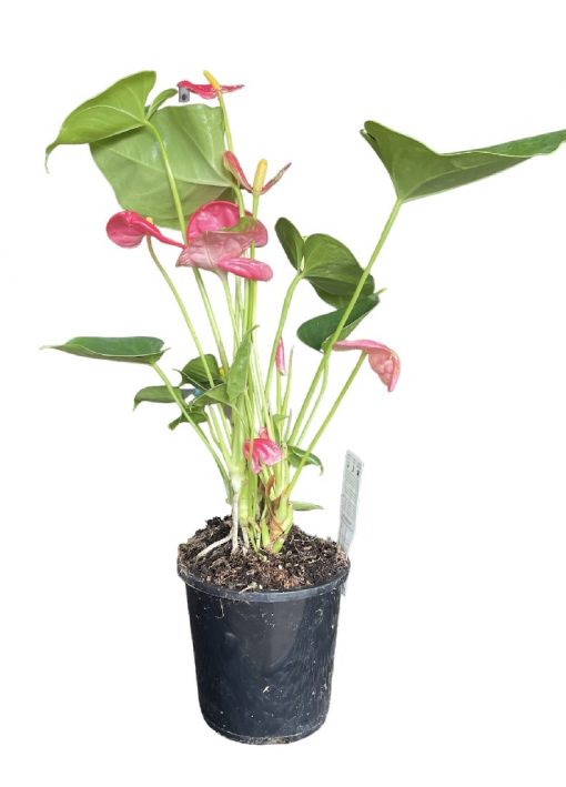 Anthurium Arisa Pink 130mm