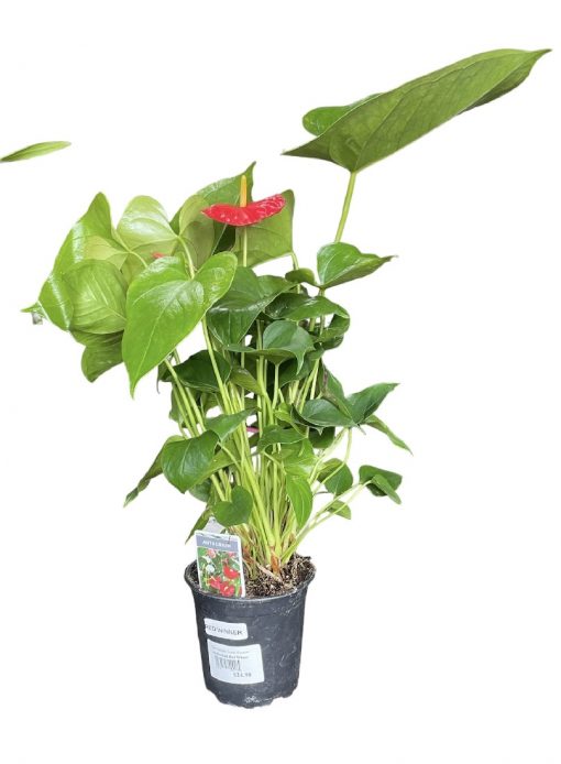 Anthurium Red Winner 130mm