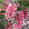 GREVILLEA ROSY POSY 140MM