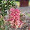 GREVILLEA ROSY POSY 140MM - Image 2