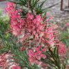 GREVILLEA ROSY POSY 140MM - Image 3