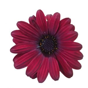 OSTEOSPERMUM ZION RED 200MM