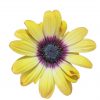 OSTEOSPERMUM BLUE EYED BEAUTY 200MM