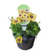 OSTEOSPERMUM BLUE EYED BEAUTY 200MM - Image 2