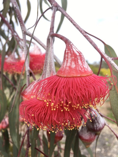 Eucalyptus Silver Princess - flowering gum Australian Plants Online