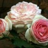 ROSE PIERRE BLUSHING DE RONSARD CLB 200MM - Image 7