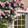 ROSE PIERRE BLUSHING DE RONSARD CLB 200MM - Image 8