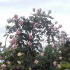 ROSE PIERRE BLUSHING DE RONSARD CLB 200MM - Image 9
