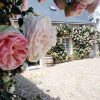 ROSE PIERRE BLUSHING DE RONSARD CLB 200MM - Image 10