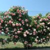 ROSE PIERRE BLUSHING DE RONSARD CLB 200MM - Image 11