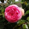 ROSE PIERRE BLUSHING DE RONSARD CLB 200MM - Image 12