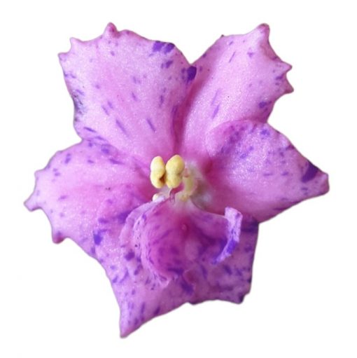 African Violet Pink/Purple Speckles 120mm