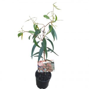 Eucalyptus torquata 140mm