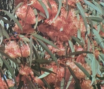 Eucalyptus torquata 140mm - Image 2
