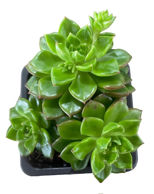 Sedeveria Letizia 75mm | The Garden Feast