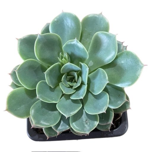Echeveria Lychees & Cream 75mm
