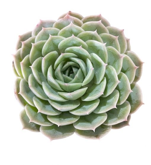 Echeveria Onslow 75mm