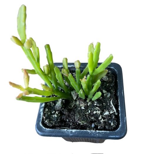 Rhipsalis Sulcata 75mm | The Garden Feast