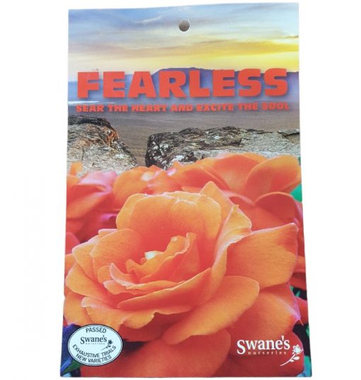 Rose Fearless 3ft Standard | The Garden Feast
