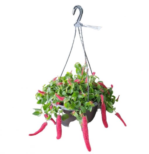 Acalypha Summer Love Basket 270mm