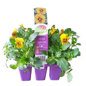 EASY COLOUR VIOLA TIGER EYE 6 CELL