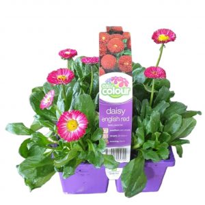 Easy Colour English Daisy Red 4 Cell