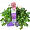 EASY COLOUR DAISY ENGLISH ROSE 4 CELL