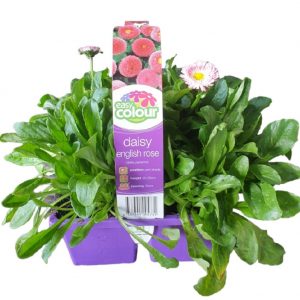 EASY COLOUR DAISY ENGLISH ROSE 4 CELL