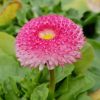 EASY COLOUR DAISY ENGLISH ROSE 4 CELL - Image 2