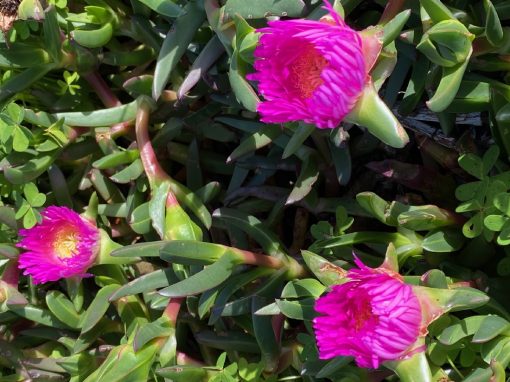 CARPOBROTUS PINK PASSION 140MM - Image 3