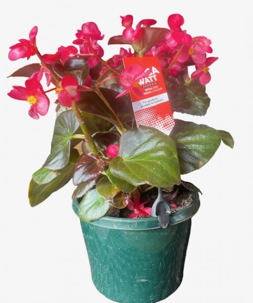 Begonia MegaWatt 205mm | The Garden Feast