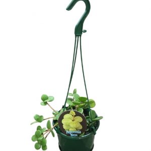 Peperomia Hope Basket 13cm