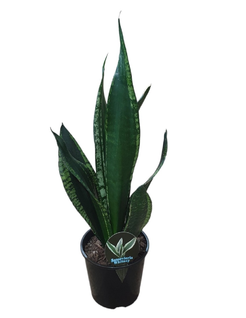 Sansevieria Whitney 15cm | The Garden Feast