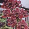 Orchid Cymbidium Strathdon Cooksbridge 'Fantasy' NDM24 7cm