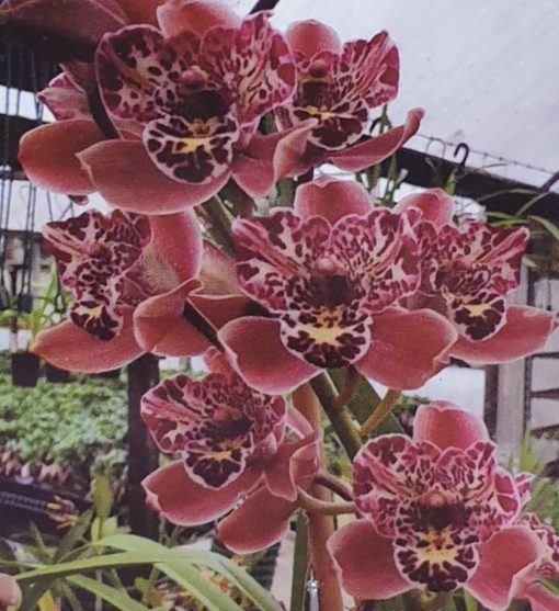Orchid Cymbidium Strathdon Cooksbridge 'Fantasy' NDM24 7cm