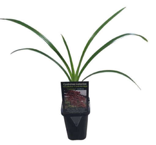 Orchid Cymbidium Strathdon Cooksbridge 'Fantasy' NDM24 7cm - Image 2