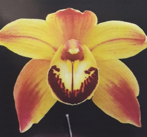Orchid Cymbidium Golden Fantasy NDM25 7cm